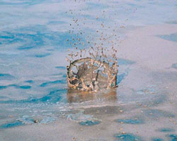 �ʐ^�|�Q�@�����������̒n�Տ��