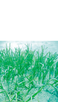 �`�p�n��̃A�}����