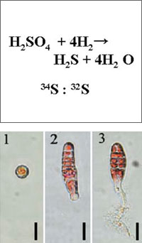 ���蓯�ʑ̕��͂Ɛ�������ɂ����]��