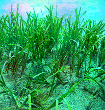 港湾地域のアマモ場