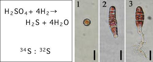 安定同位体分析と生物検定による環境評価